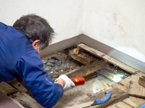 Best Office Mold Removal Services  in Schnecksville, PA