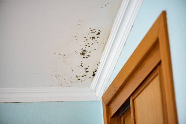 Reliable Schnecksville, PA Mold Removal Solutions