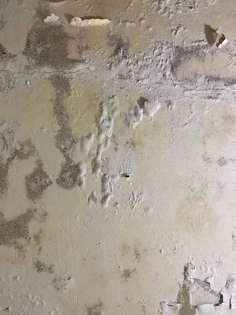 Best Emergency Mold Removal  in Schnecksville, PA