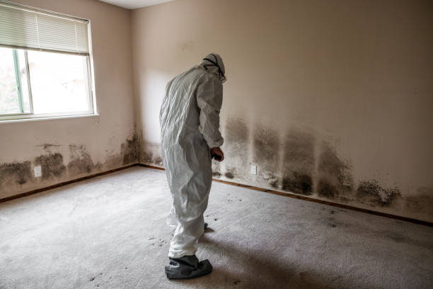 Best Fast Mold Removal  in Schnecksville, PA