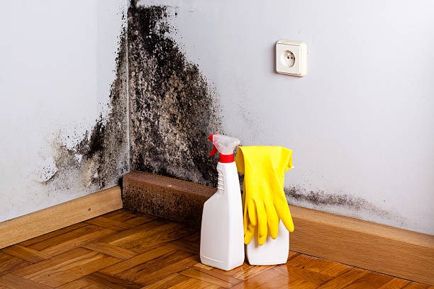 Mold Testing and Removal in Schnecksville, PA
