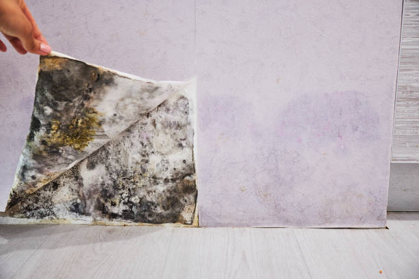 Best Mold Damage Repair  in Schnecksville, PA